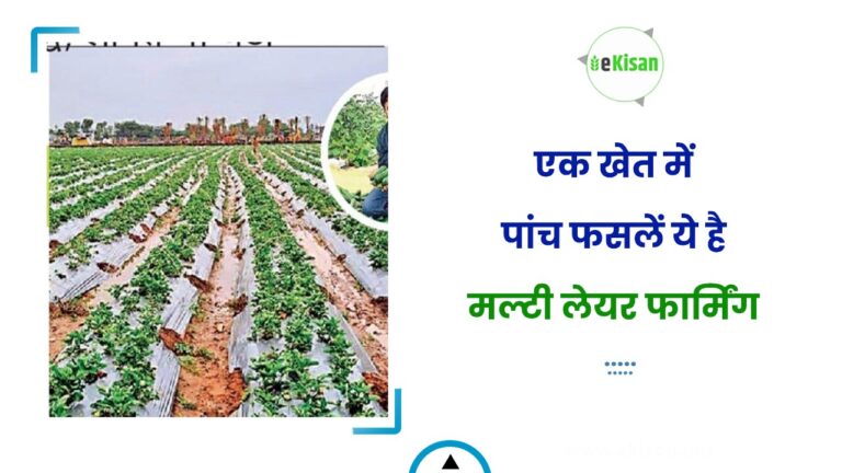 एक खेत में पांच फसलें ये है मल्टी लेयर फार्मिंग