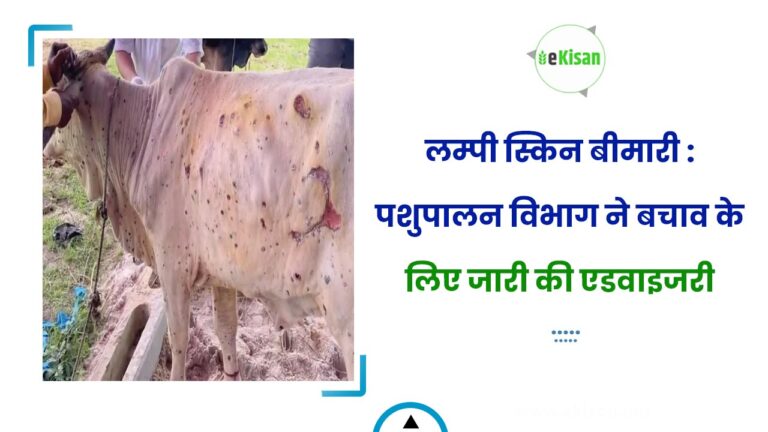 लम्पी स्किन बीमारी : पशुपालन विभाग ने बचाव के लिए जारी की एडवाइजरी