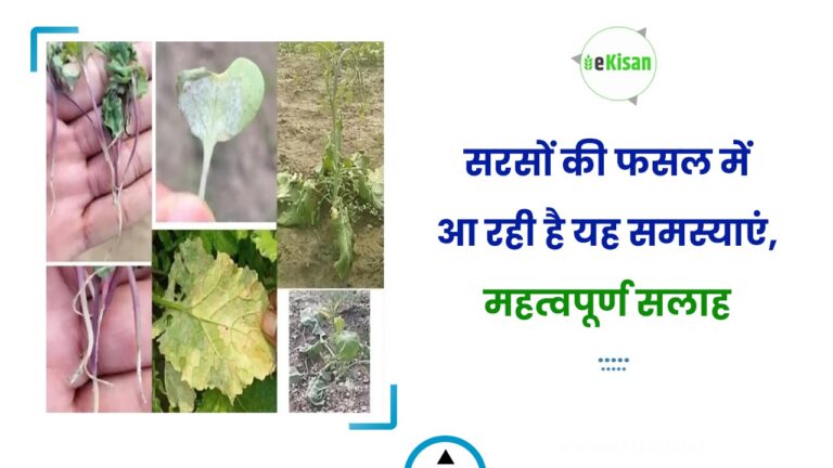 सरसों की फसल में आ रही है यह समस्याएं, महत्वपूर्ण सलाह