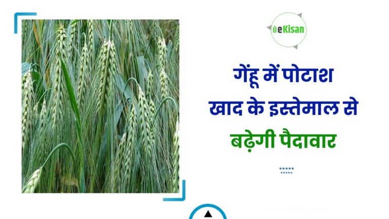 गेंहू में पोटाश खाद के इस्तेमाल से बढ़ेगी पैदावार