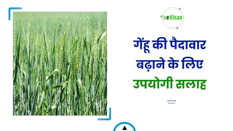 गेंहू की पैदावार बढ़ाने के लिए उपयोगी सलाह