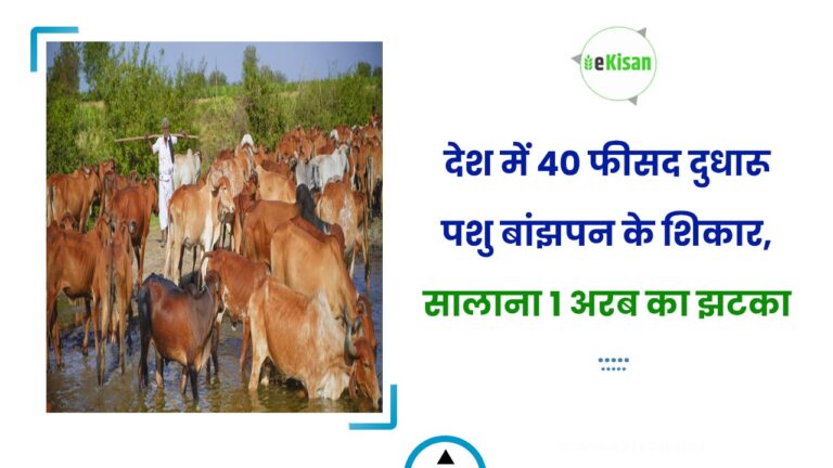 देश में 40 फीसद दुधारू पशु बांझपन के शिकार, सालाना 1 अरब का झटका