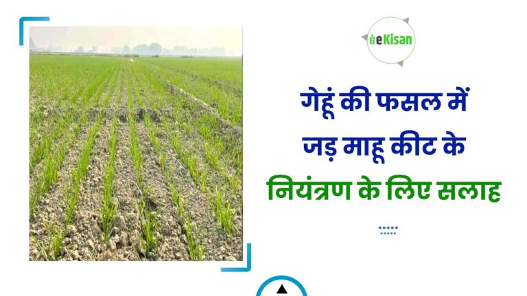 गेहूं की फसल में जड़ माहू कीट के नियंत्रण के लिए सलाह
