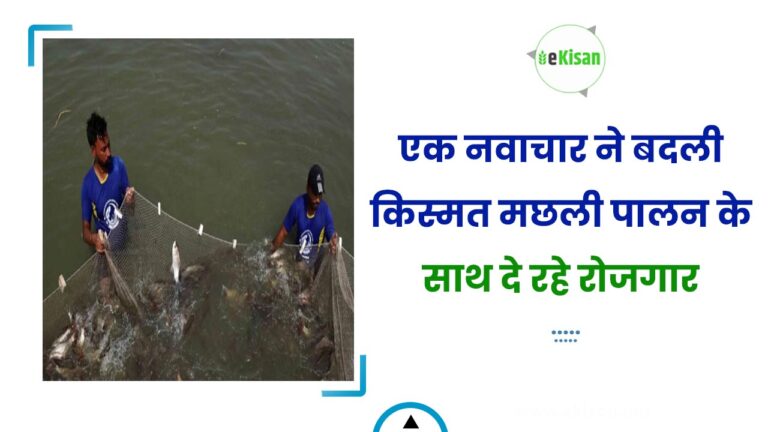 एक नवाचार ने बदली किस्मत मछली पालन के साथ दे रहे रोजगार