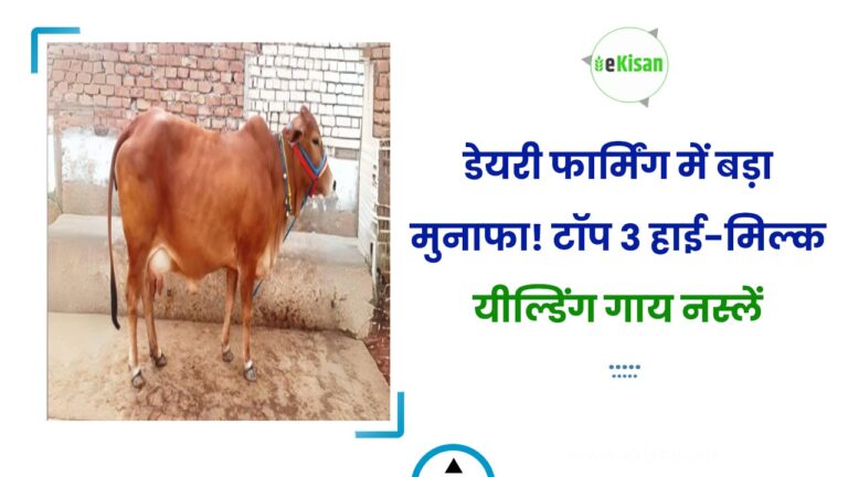 डेयरी फार्मिंग में बड़ा मुनाफा! टॉप 3 हाई-मिल्क यील्डिंग गाय नस्लें