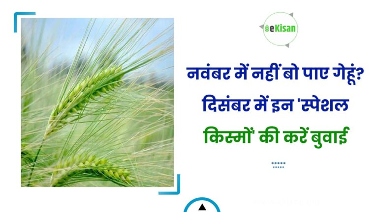 नवंबर में नहीं बो पाए गेहूं? दिसंबर में इन ‘स्पेशल किस्मों’ की करें बुवाई
