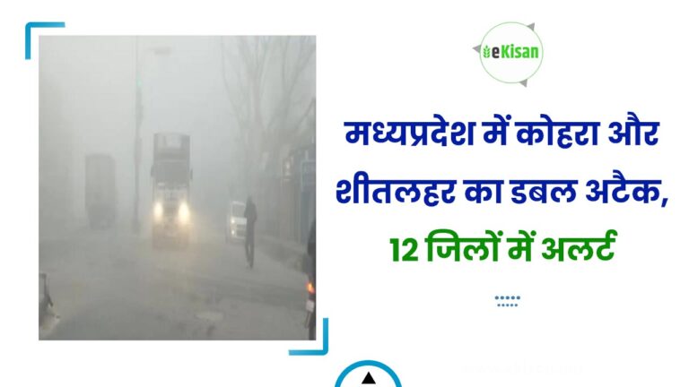 मध्यप्रदेश में कोहरा और शीतलहर का डबल अटैक, 12 जिलों में अलर्ट