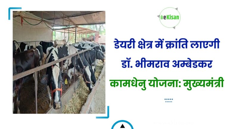 डेयरी क्षेत्र में क्रांति लाएगी डॉ. भीमराव अम्बेडकर कामधेनु योजना: मुख्यमंत्री