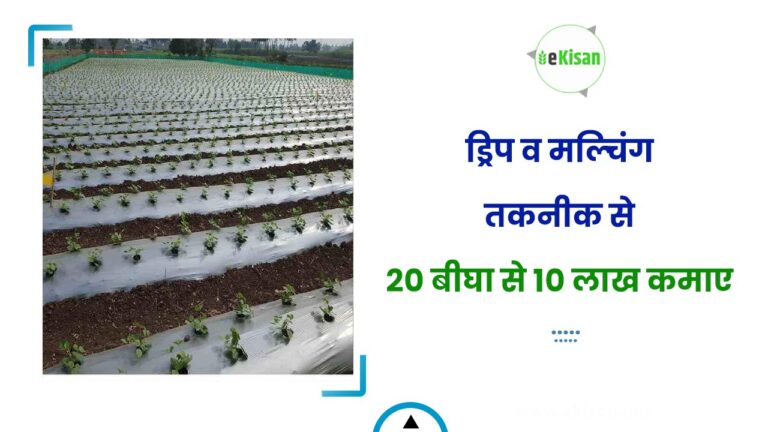 ड्रिप व मल्चिंग तकनीक से 20 बीघा से 10 लाख कमाए