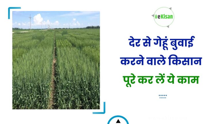 देर से गेहूं बुवाई करने वाले किसान पूरे कर लें ये काम