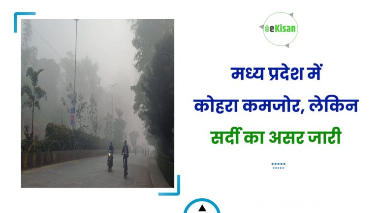 मध्य प्रदेश में कोहरा कमजोर, लेकिन सर्दी का असर जारी