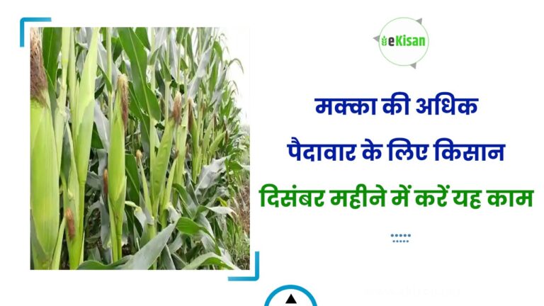 मक्का की अधिक पैदावार के लिए किसान दिसंबर महीने में करें यह काम