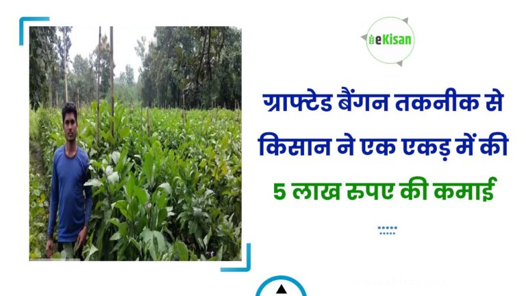 ग्राफ्टेड बैंगन तकनीक से किसान ने एक एकड़ में की 5 लाख रुपए की कमाई