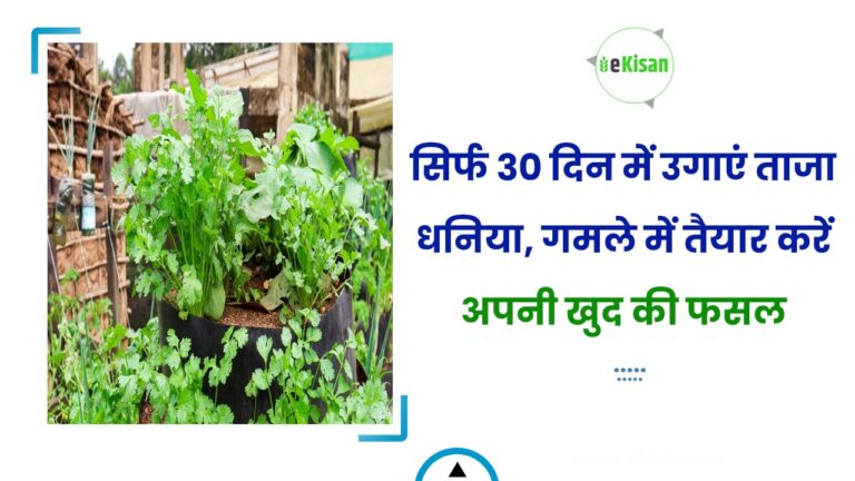 सिर्फ 30 दिन में उगाएं ताजा धनिया, गमले में तैयार करें अपनी खुद की फसल