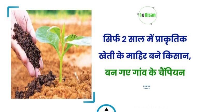 सिर्फ 2 साल में प्राकृतिक खेती के माहिर बने किसान, बन गए गांव के चैंपियन