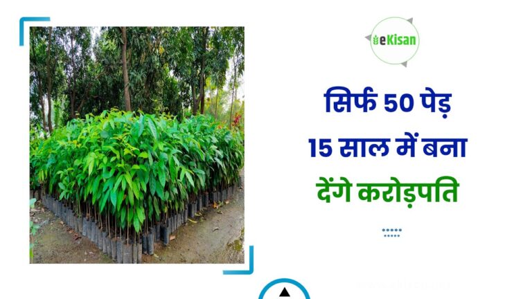 सिर्फ 50 पेड़ 15 साल में बना देंगे करोड़पति