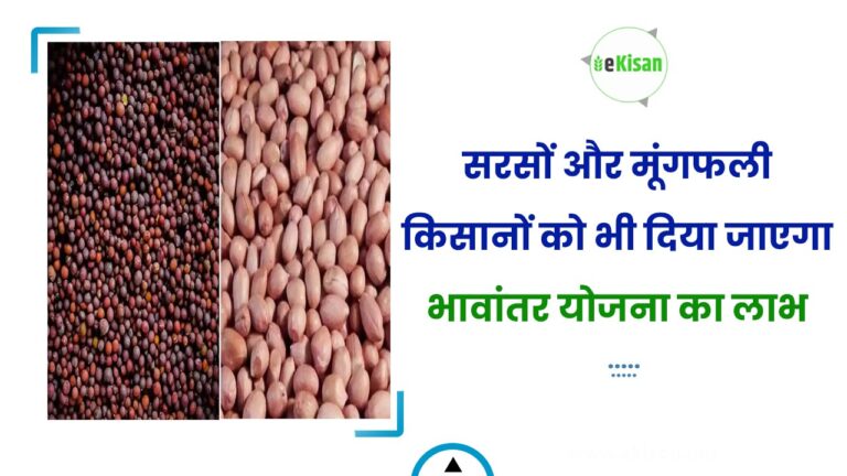 सरसों और मूंगफली किसानों को भी दिया जाएगा भावांतर योजना का लाभ