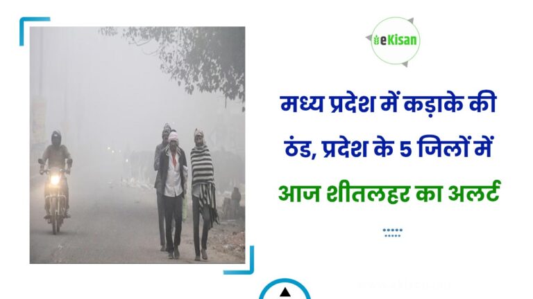 मध्य प्रदेश में कड़ाके की ठंड, प्रदेश के 5 जिलों में आज शीतलहर का अलर्ट