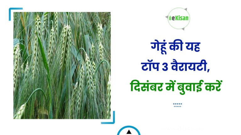 गेहूं की यह टॉप 3 वैरायटी, दिसंबर में बुवाई करें