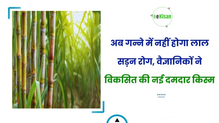 अब गन्ने में नहीं होगा लाल सड़न रोग, वैज्ञानिकों ने विकसित की नई दमदार किस्म