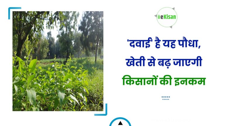 ‘दवाई’ है यह पौधा, खेती से बढ़ जाएगी किसानों की इनकम