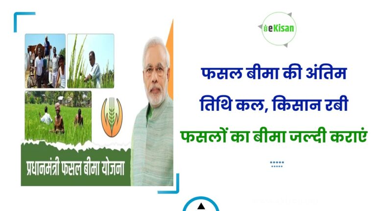 फसल बीमा की अंतिम तिथि कल, किसान रबी फसलों का बीमा जल्दी कराएं