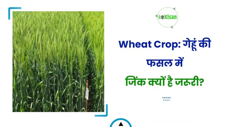 Wheat Crop: गेहूं की फसल में जिंक क्यों है जरूरी?