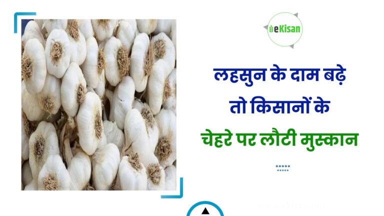 लहसुन के दाम बढ़े तो किसानों के चेहरे पर लौटी मुस्कान