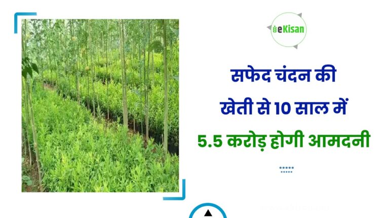 सफेद चंदन की खेती से 10 साल में 5.5 करोड़ होगी आमदनी