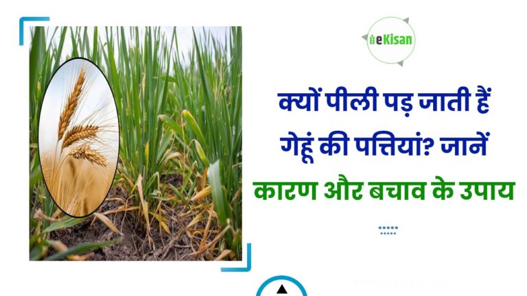 क्यों पीली पड़ जाती हैं गेहूं की पत्तियां? जानें कारण और बचाव के उपाय