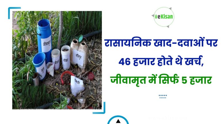रासायनिक खाद-दवाओं पर 46 हजार होते थे खर्च, जीवामृत में सिर्फ 5 हजार