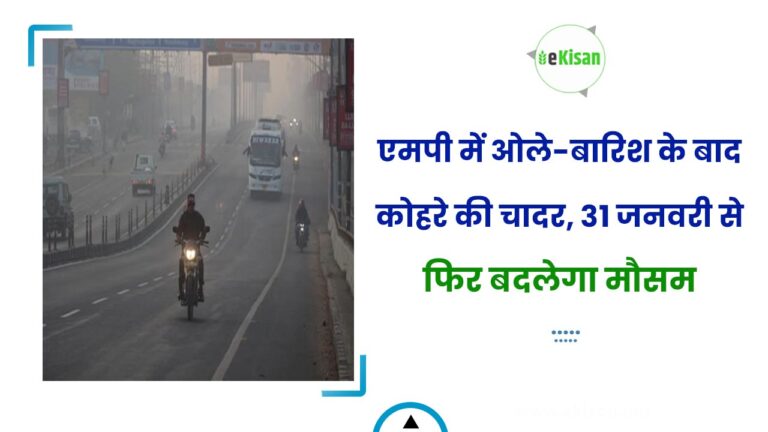 एमपी में ओले-बारिश के बाद कोहरे की चादर, 31 जनवरी से फिर बदलेगा मौसम