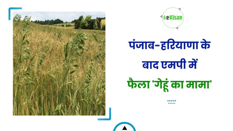 पंजाब-हरियाणा के बाद एमपी में फैला ‘गेहूं का मामा’