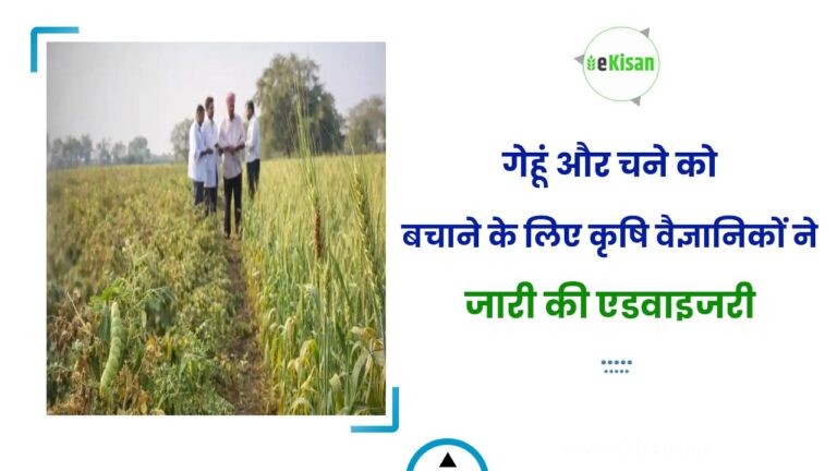 गेहूं और चने को बचाने के लिए कृषि वैज्ञानिकों ने जारी की एडवाइजरी