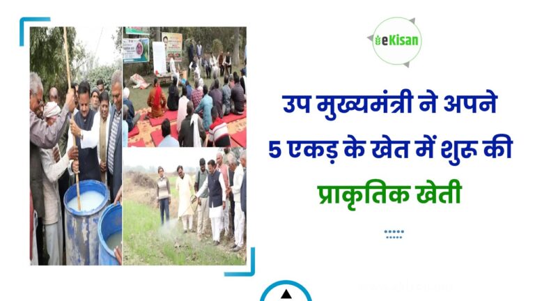 उप मुख्यमंत्री ने अपने 5 एकड़ के खेत में शुरू की प्राकृतिक खेती