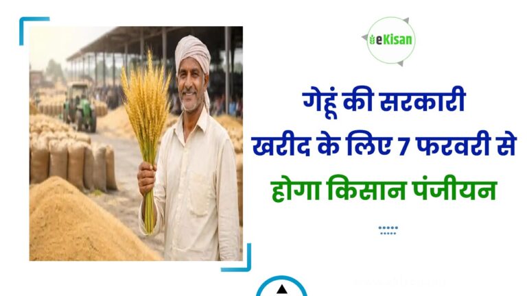 गेहूं की सरकारी खरीद के लिए 7 फरवरी से होगा किसान पंजीयन