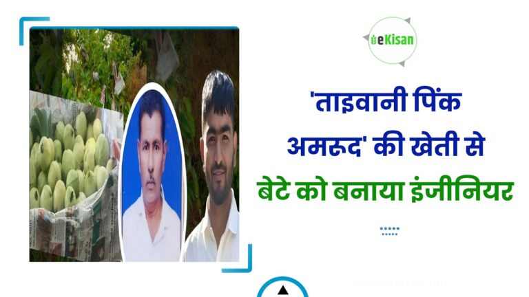 ‘ताइवानी पिंक अमरूद’ की खेती से बेटे को बनाया इंजीनियर