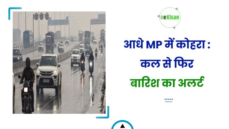 आधे MP में कोहरा : कल से फिर बारिश का अलर्ट