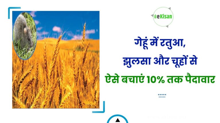 गेहूं में रतुआ, झुलसा और चूहों से ऐसे बचाएं 10% तक पैदावार