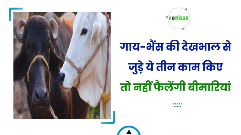गाय-भैंस की देखभाल से जुड़े ये तीन काम किए तो नहीं फैलेंगी बीमारियां