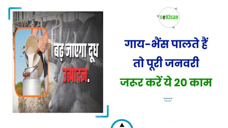 गाय-भैंस पालते हैं तो पूरी जनवरी जरूर करें ये 20 काम