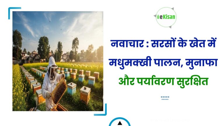 नवाचार : सरसों के खेत में मधुमक्खी पालन, मुनाफा और पर्यावरण सुरक्षित