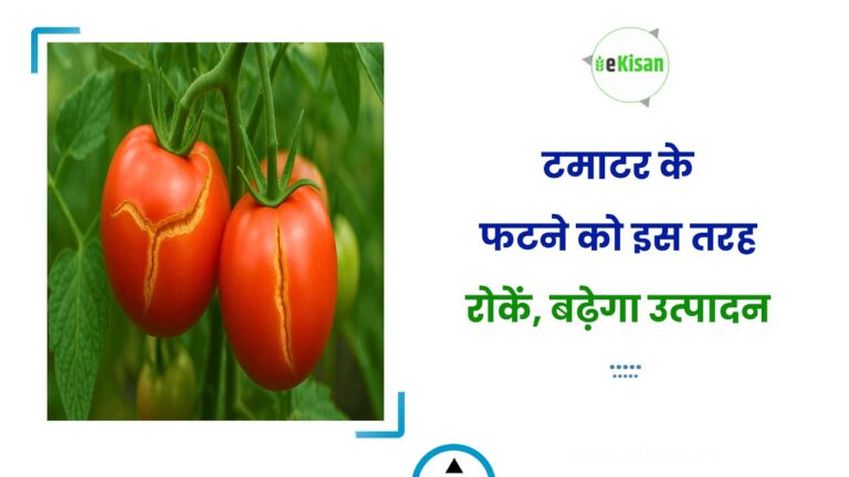 टमाटर के फटने को इस तरह रोकें, बढ़ेगा उत्पादन