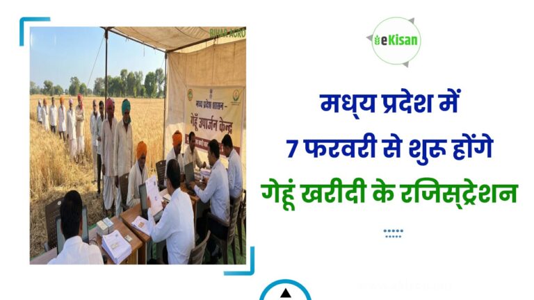 मध्‍य प्रदेश में 7 फरवरी से शुरू होंगे गेहूं खरीदी के रजिस्‍ट्रेशन