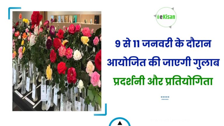 9 से 11 जनवरी के दौरान आयोजित की जाएगी गुलाब प्रदर्शनी और प्रतियोगिता