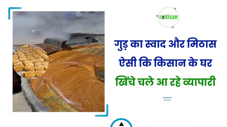 गुड़ का स्वाद और मिठास ऐसी कि किसान के घर खिंचे चले आ रहे व्यापारी