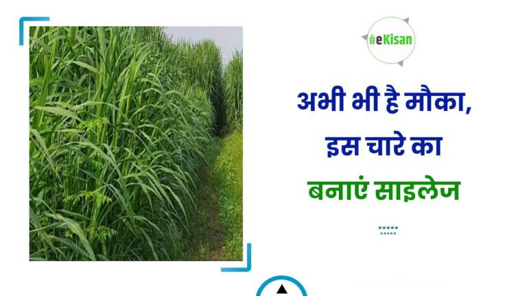 अभी भी है मौका, इस चारे का बनाएं साइलेज
