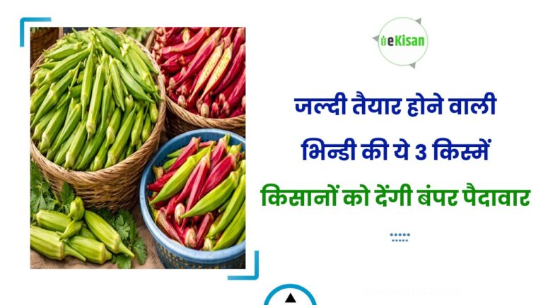 जल्दी तैयार होने वाली भिन्डी की ये 3 किस्में किसानों को देंगी बंपर पैदावार