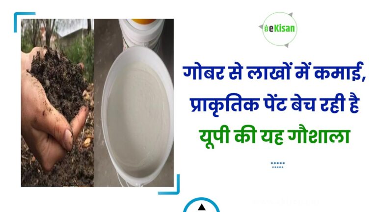 गोबर से लाखों में कमाई, प्राकृतिक पेंट बेच रही है यूपी की यह गौशाला
