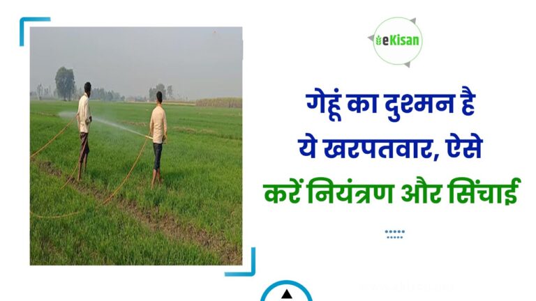 गेहूं का दुश्मन है ये खरपतवार, ऐसे करें नियंत्रण और सिंचाई